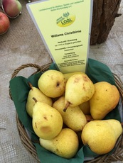 Williams Christbirne.jpg